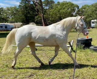 CREMELLO LEOPARD FILLY