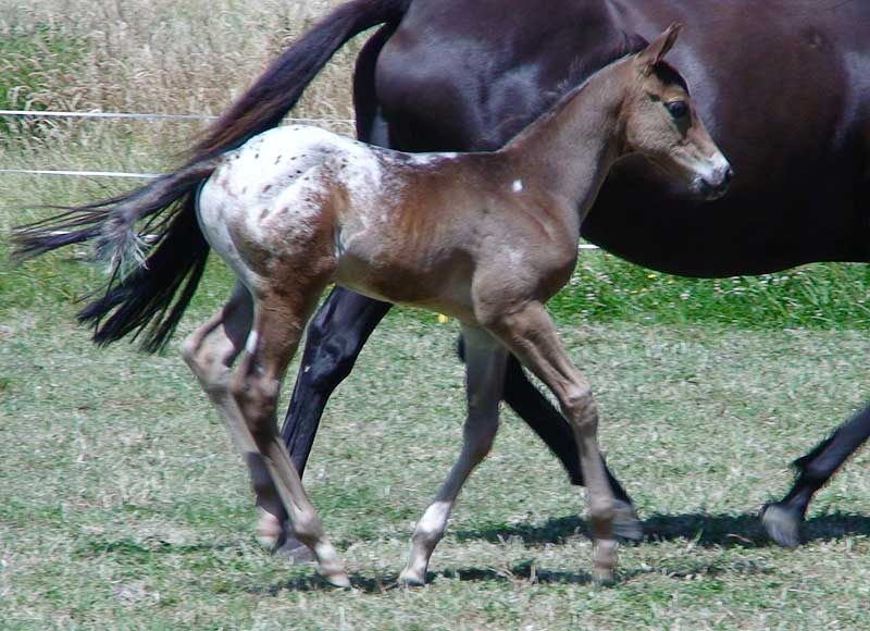 Everything you need to know about breeding a Sportaloosa