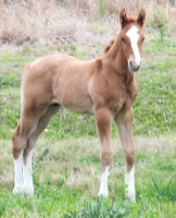 Colt from Outrageous Performance Horses