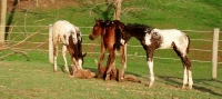 Wapuzzan's 2013 foals 