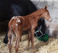 Filly from Lambrigg Stud