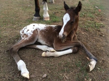 Filly by Macs Jack Flash