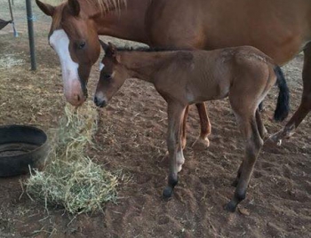 Foal by Cayuse Xxtra Grand